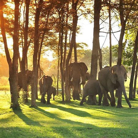 Three Cities Thorntree River Lodge Livingstone Exterior foto