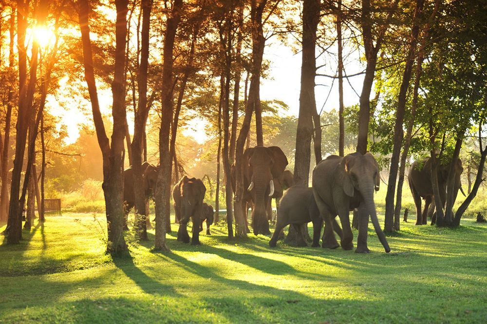 Three Cities Thorntree River Lodge Livingstone Exterior foto